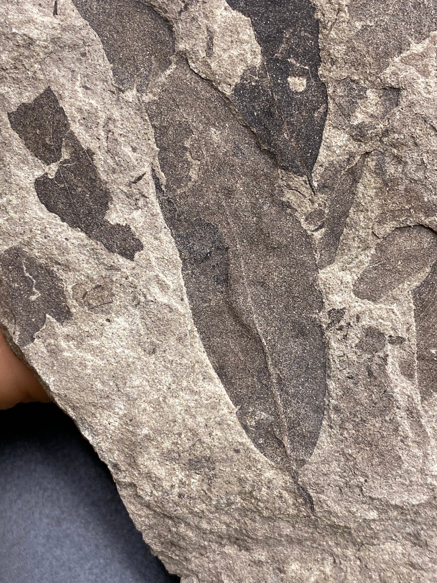 Leaf Fossil (Pacific Willow) - Washington State