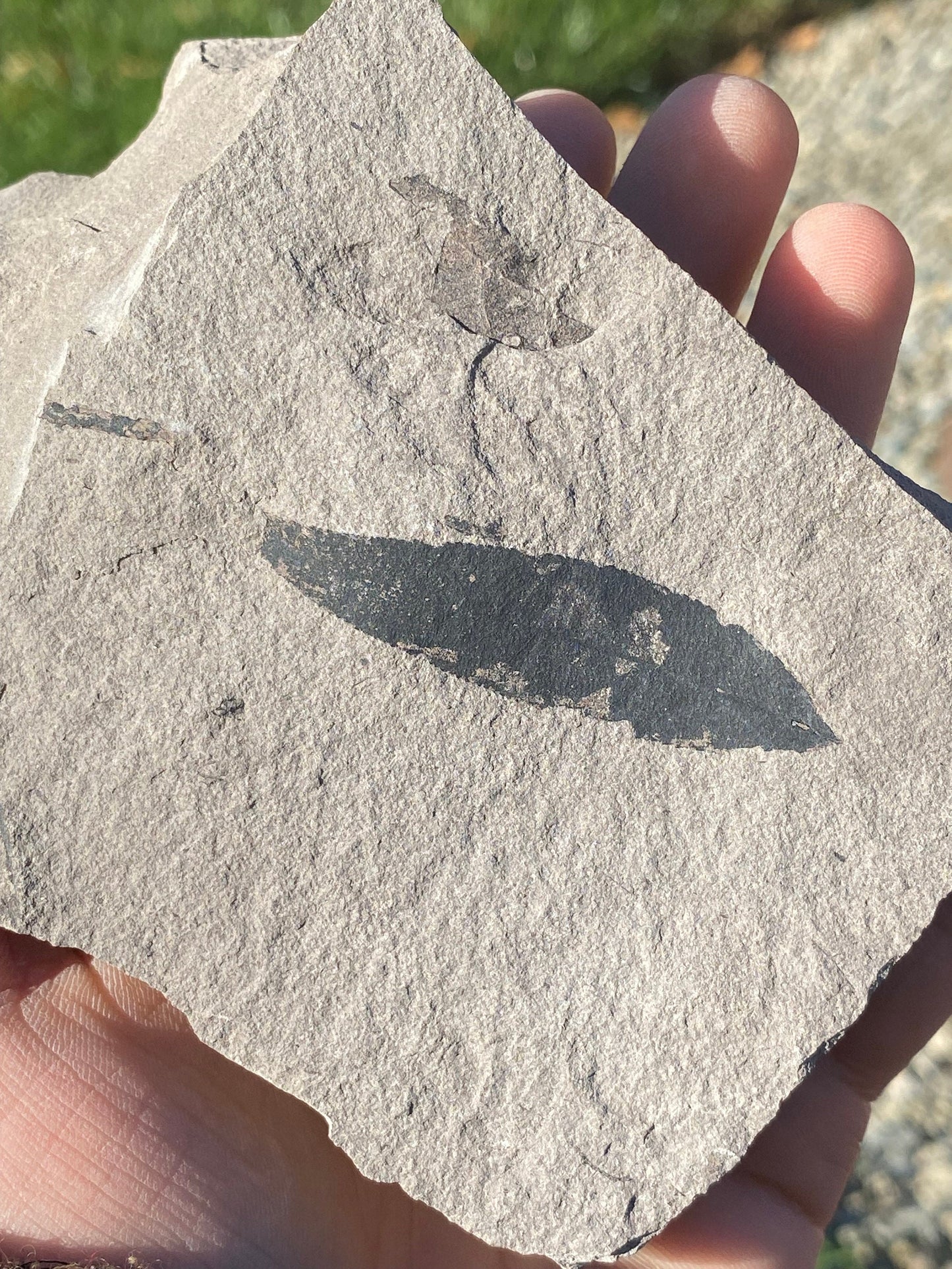 Leaf Fossil (Bog Willow) - Washington State