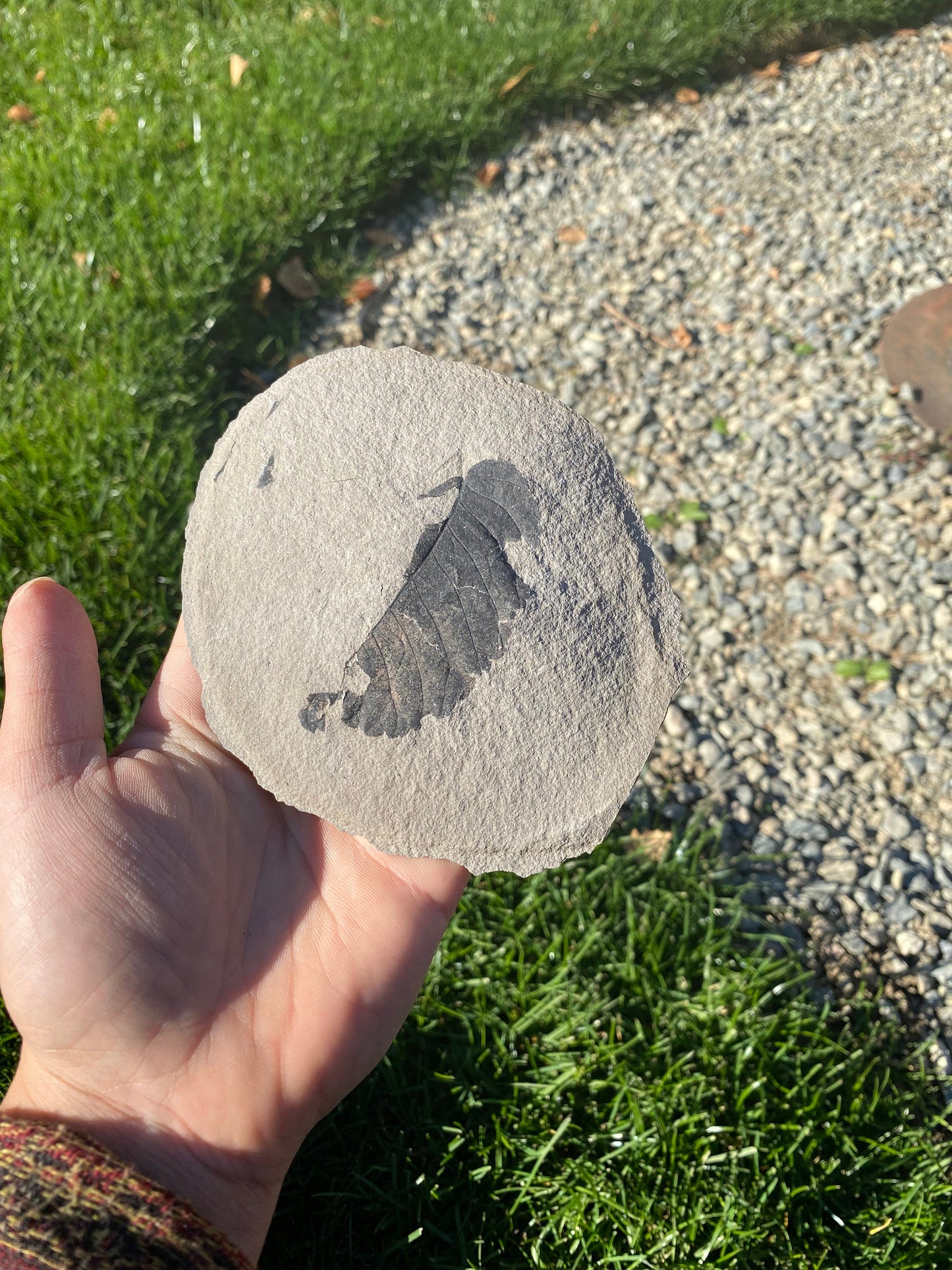 Leaf Fossil (Unknown Species) - Washington State