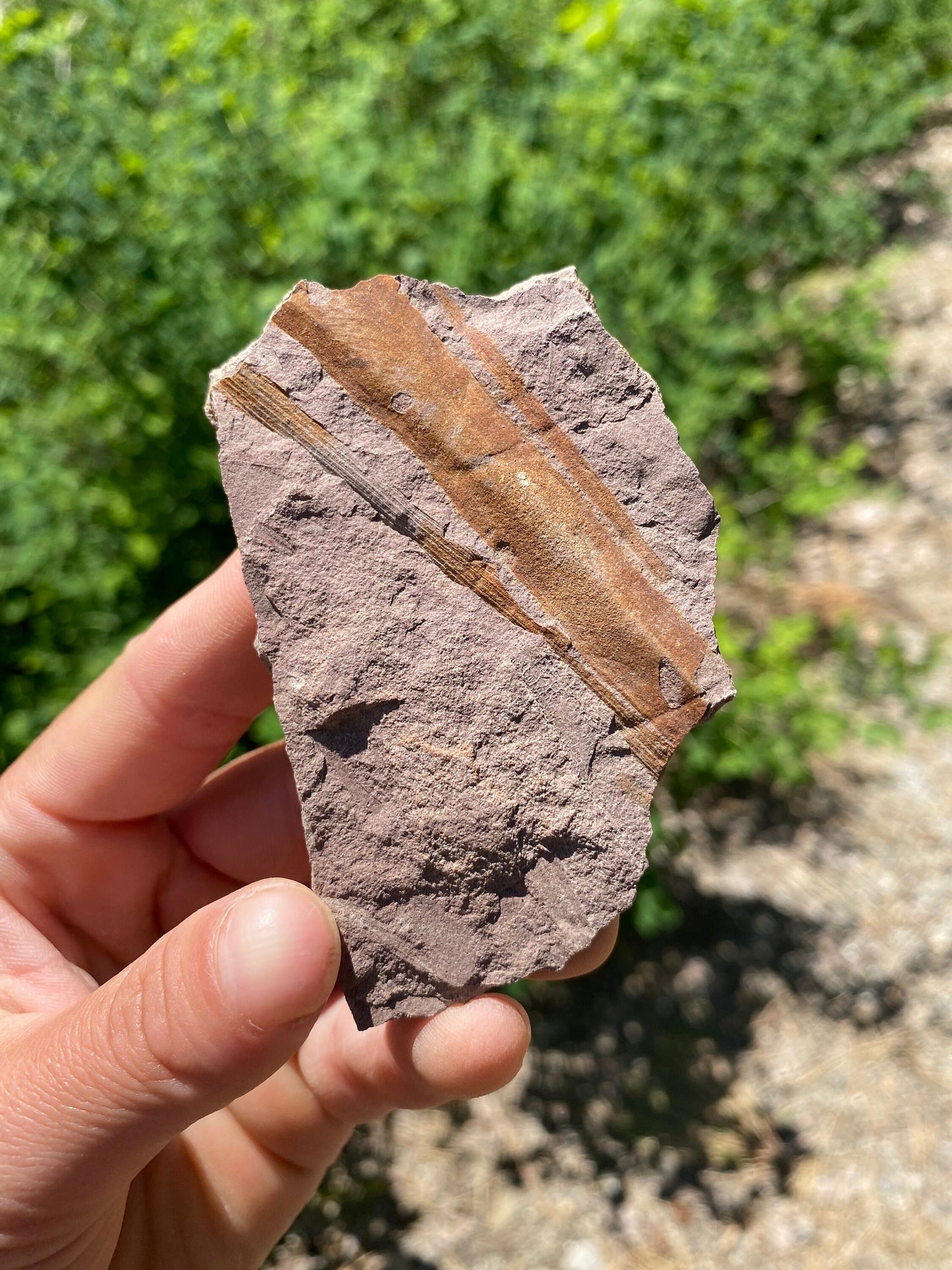 Horsetail Reed Fossil - Washington State