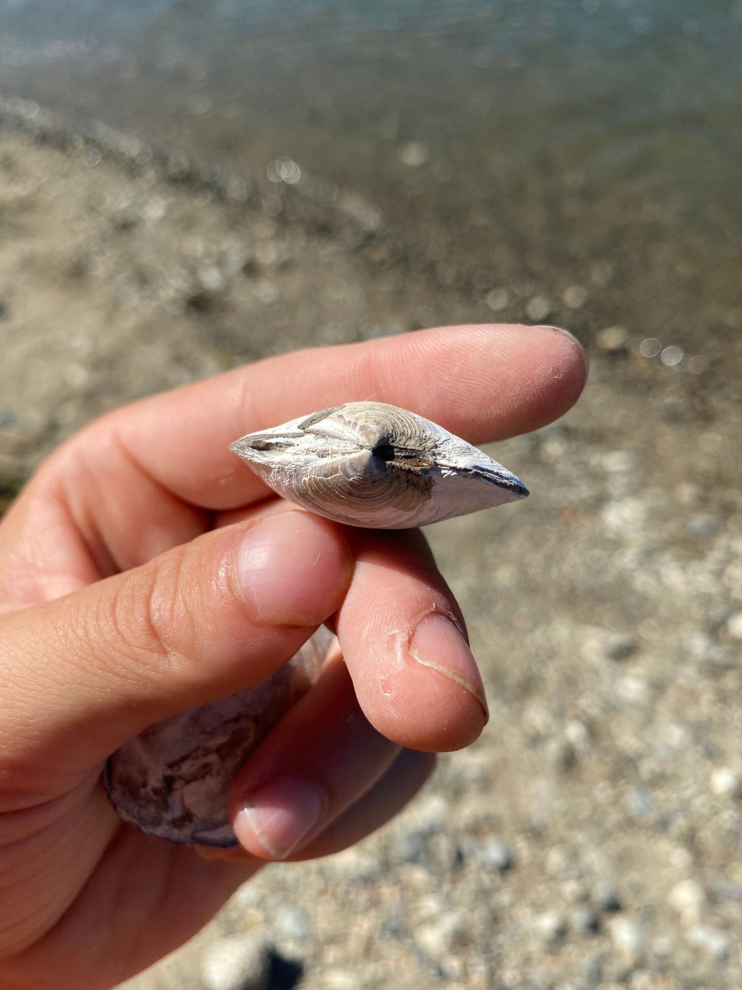 Fossil Shell (Lucina hannibali) - Washington State