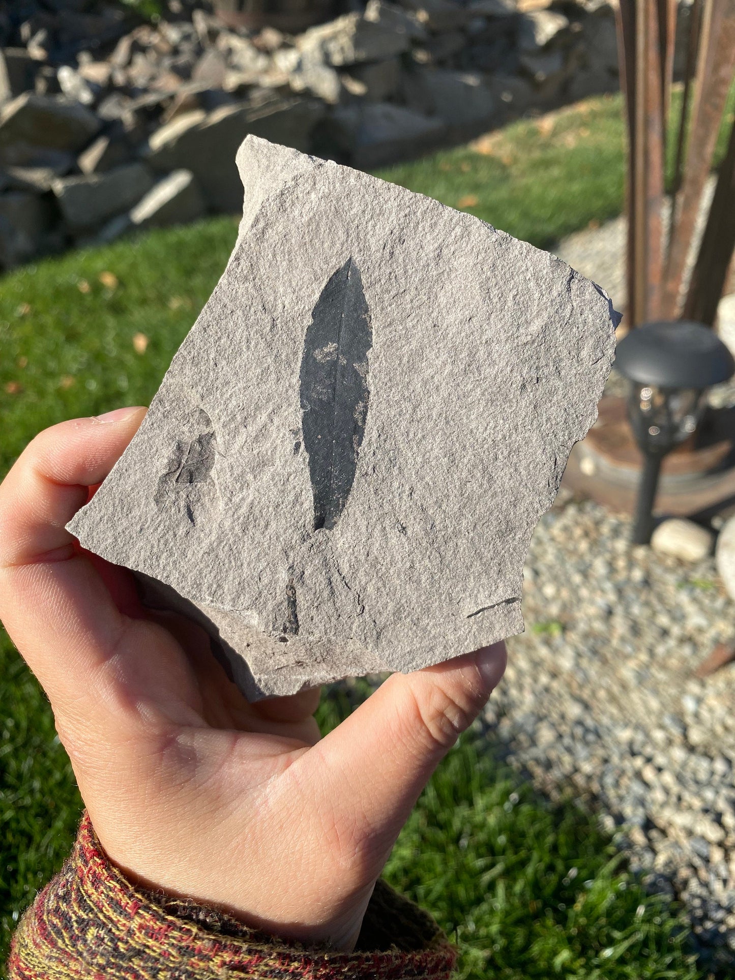 Leaf Fossil (Bog Willow) - Washington State
