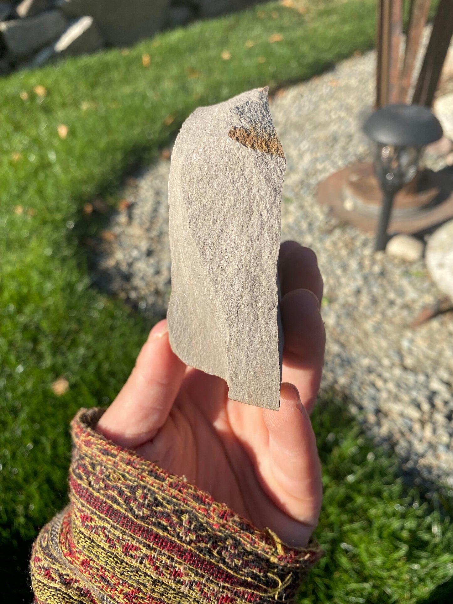 Leaf Fossil (Young Maple) - Washington State