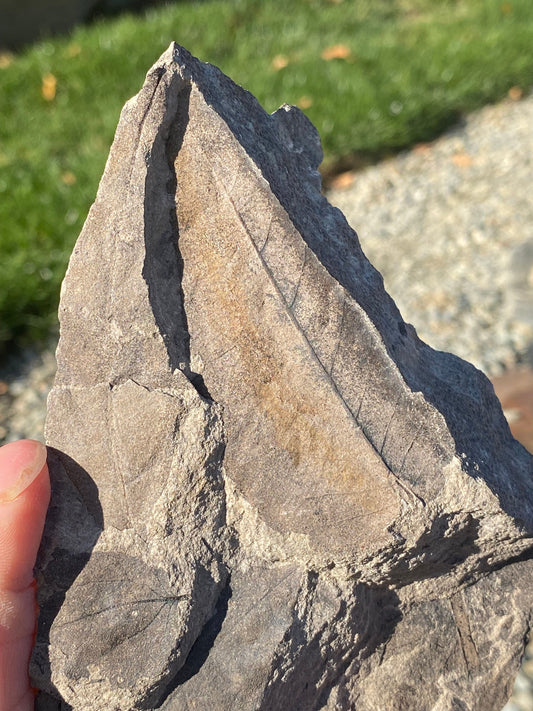 Leaf Fossils (Unknown Species) - Washington State