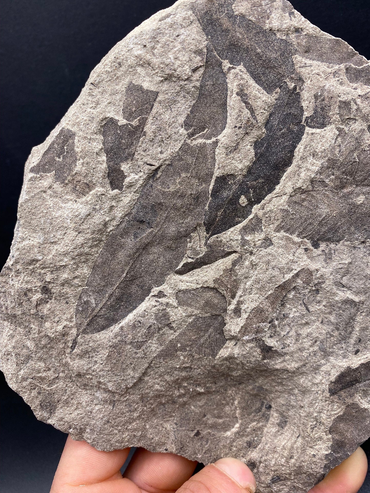 Leaf Fossil (Pacific Willow) - Washington State