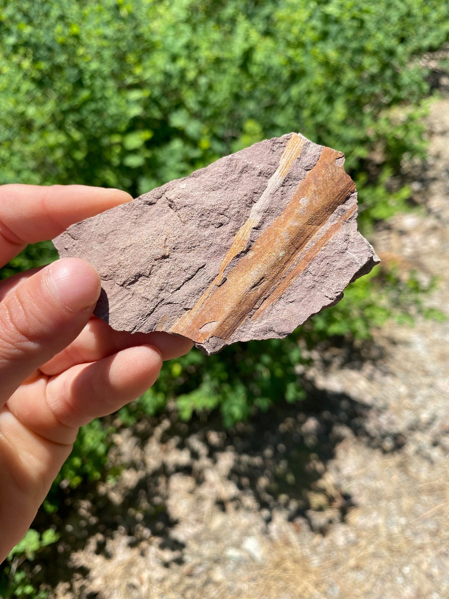 Horsetail Reed Fossil - Washington State