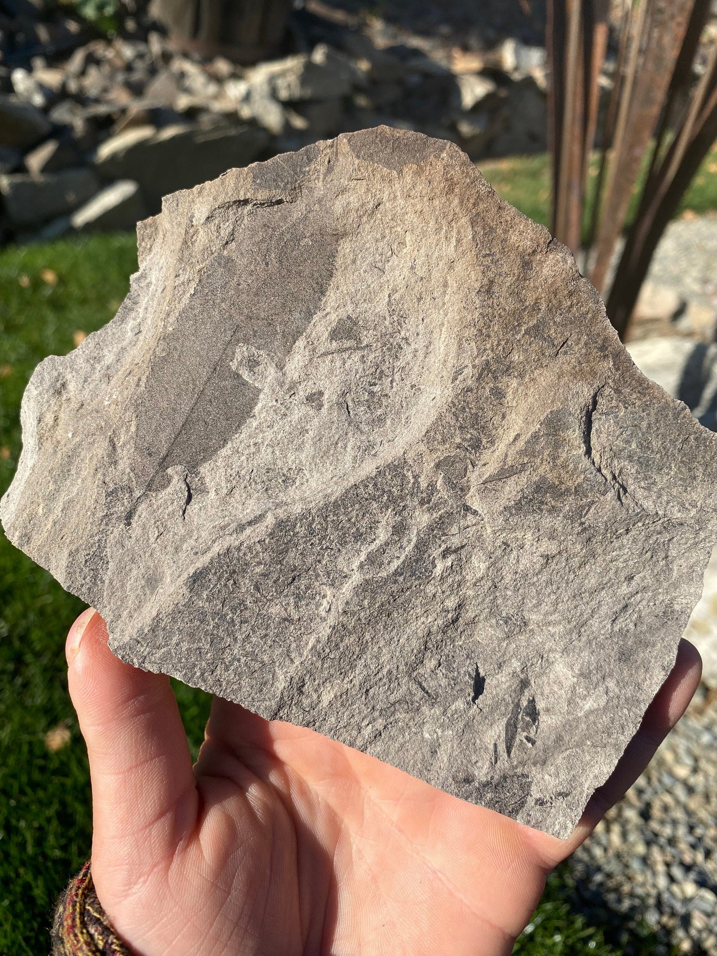 Leaf Fossil (Unknown Species) - Washington State