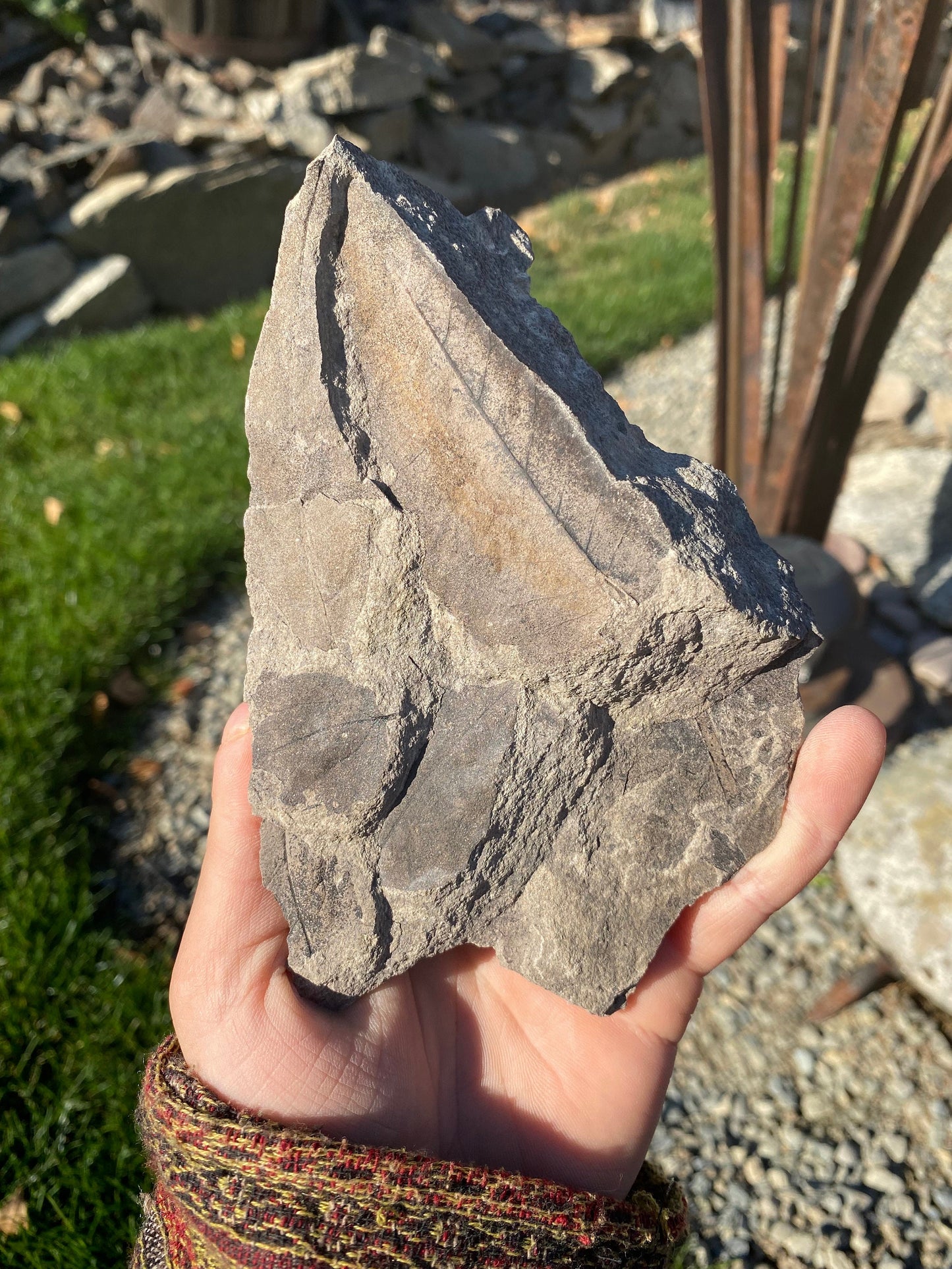 Leaf Fossils (Unknown Species) - Washington State