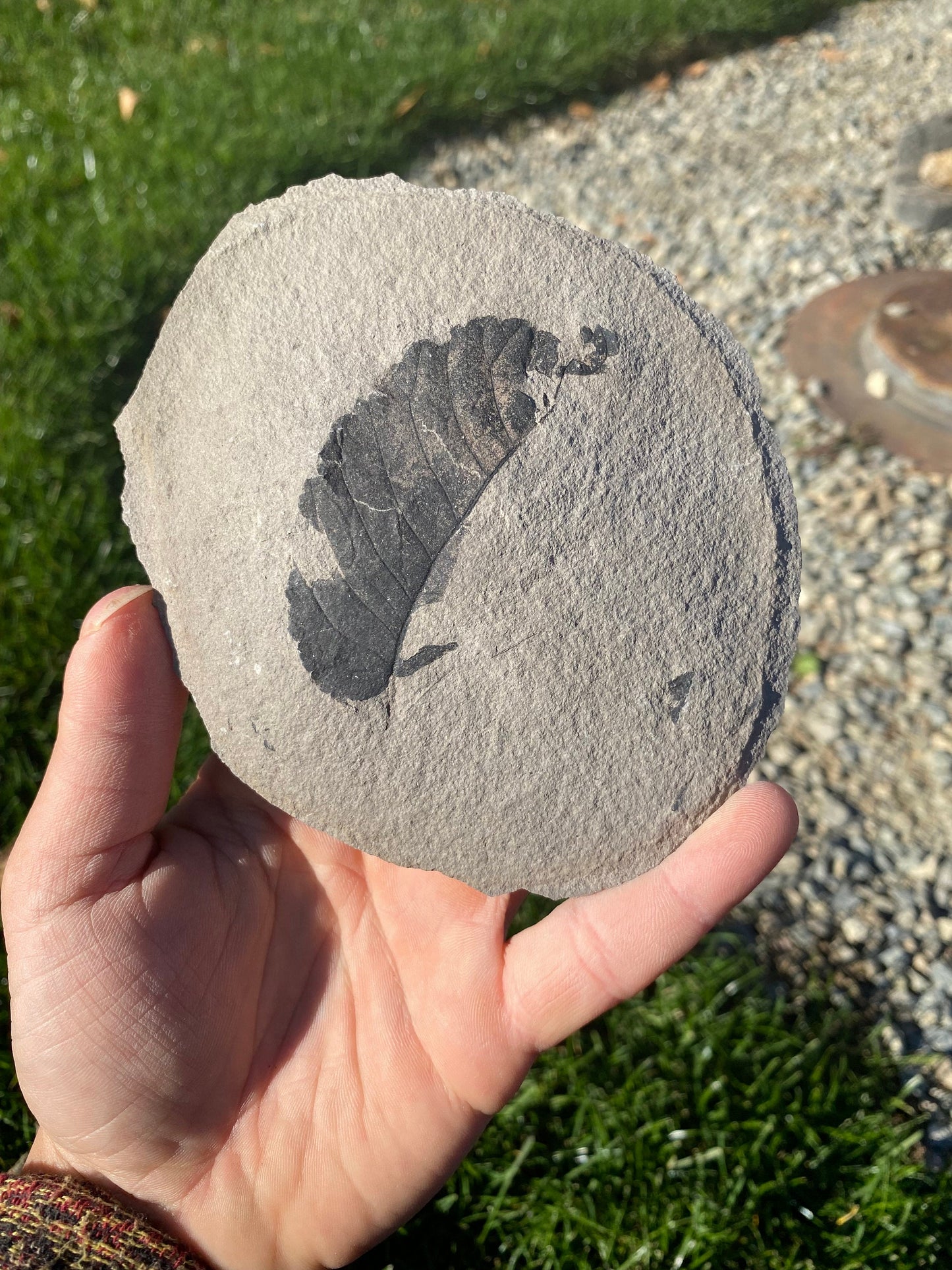 Leaf Fossil (Unknown Species) - Washington State