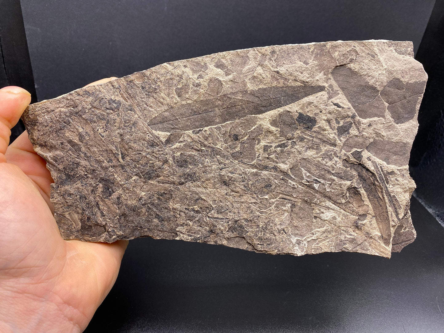 Leaf Fossil (Pacific Willow) - Washington State