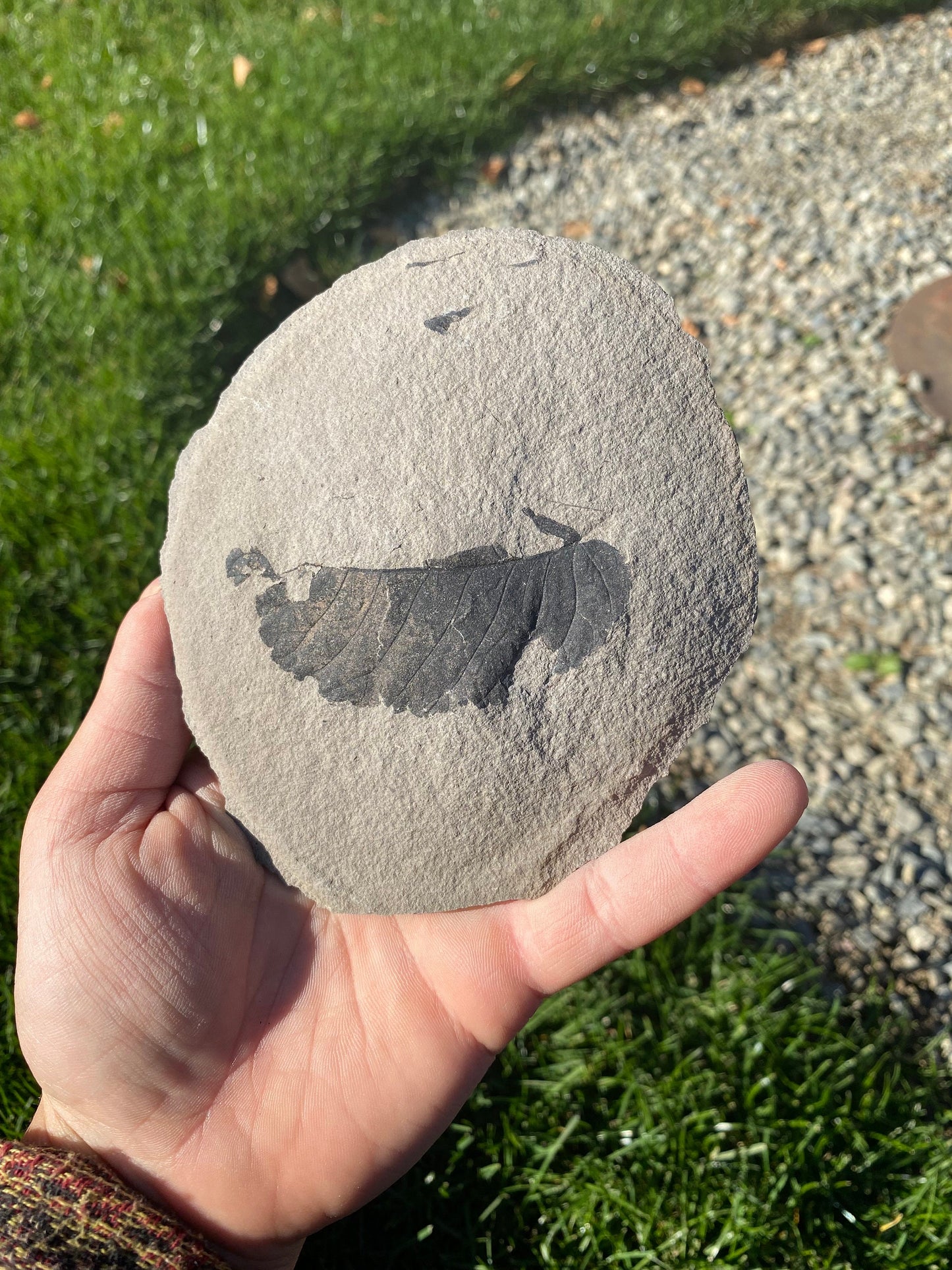 Leaf Fossil (Unknown Species) - Washington State