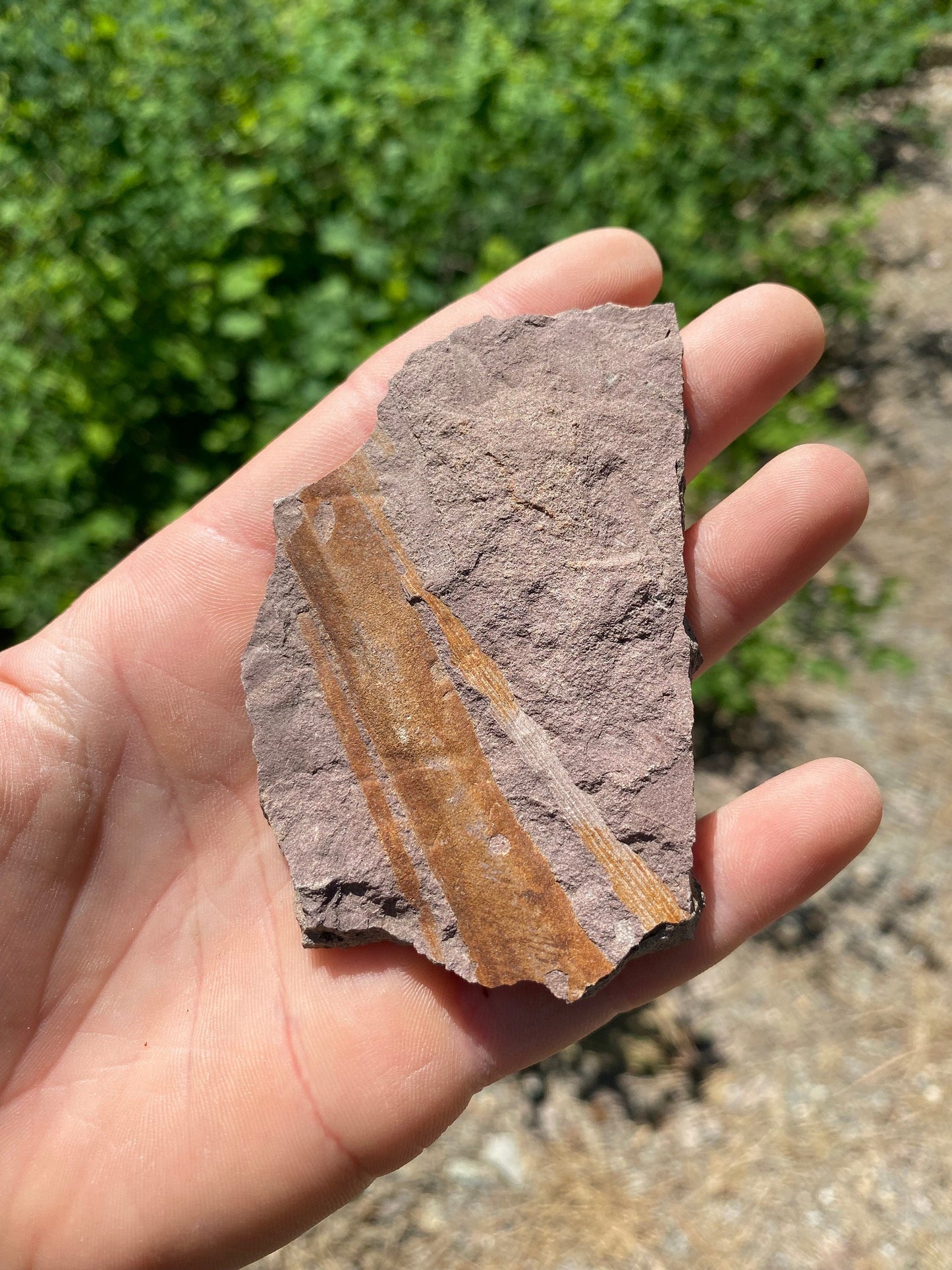 Horsetail Reed Fossil - Washington State