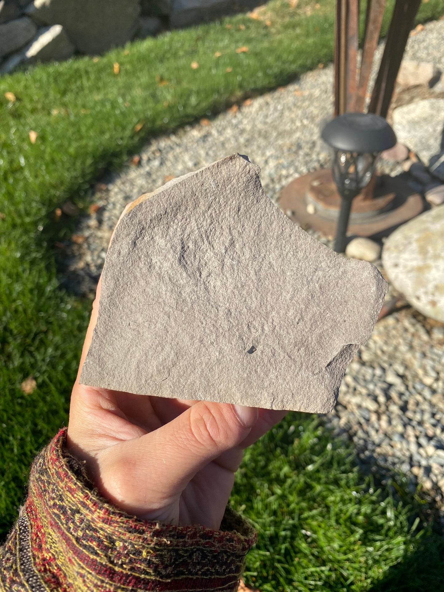 Leaf Fossil (Young Maple) - Washington State