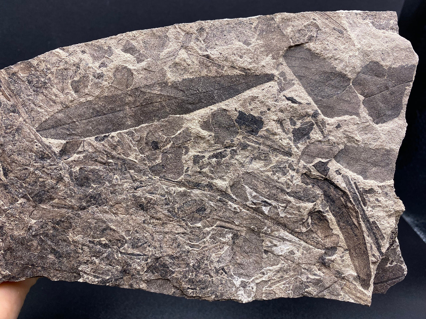 Leaf Fossil (Pacific Willow) - Washington State