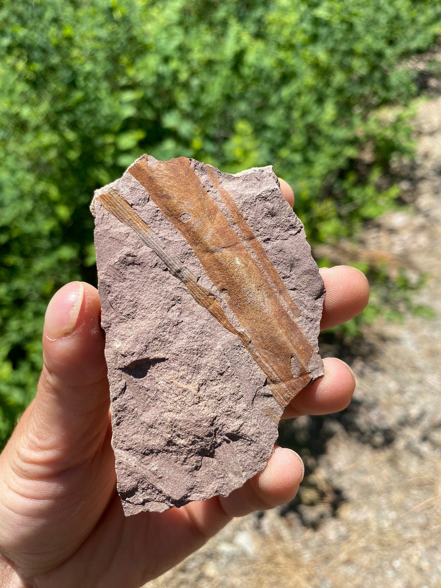Horsetail Reed Fossil - Washington State