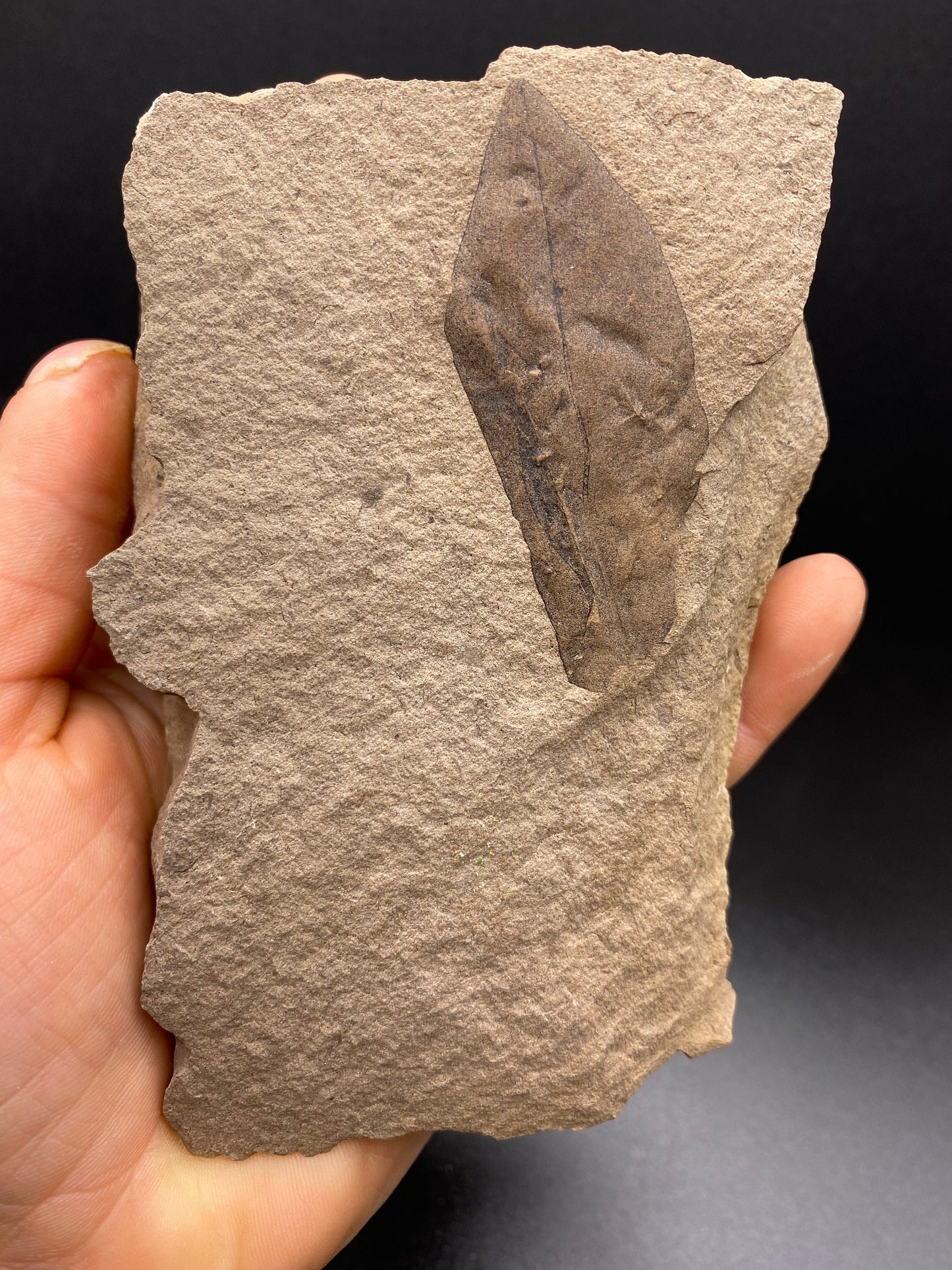 Leaf Fossil - Washington State