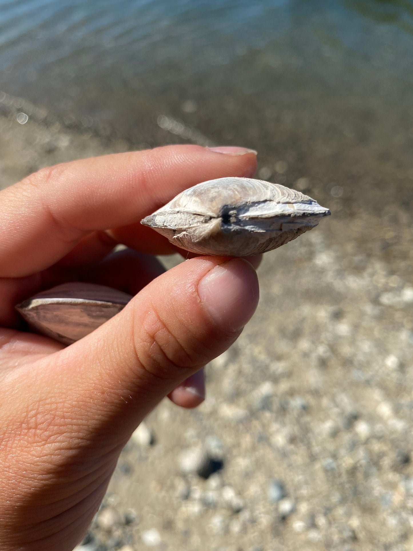 Fossil Shell (Lucina hannibali) - Washington State