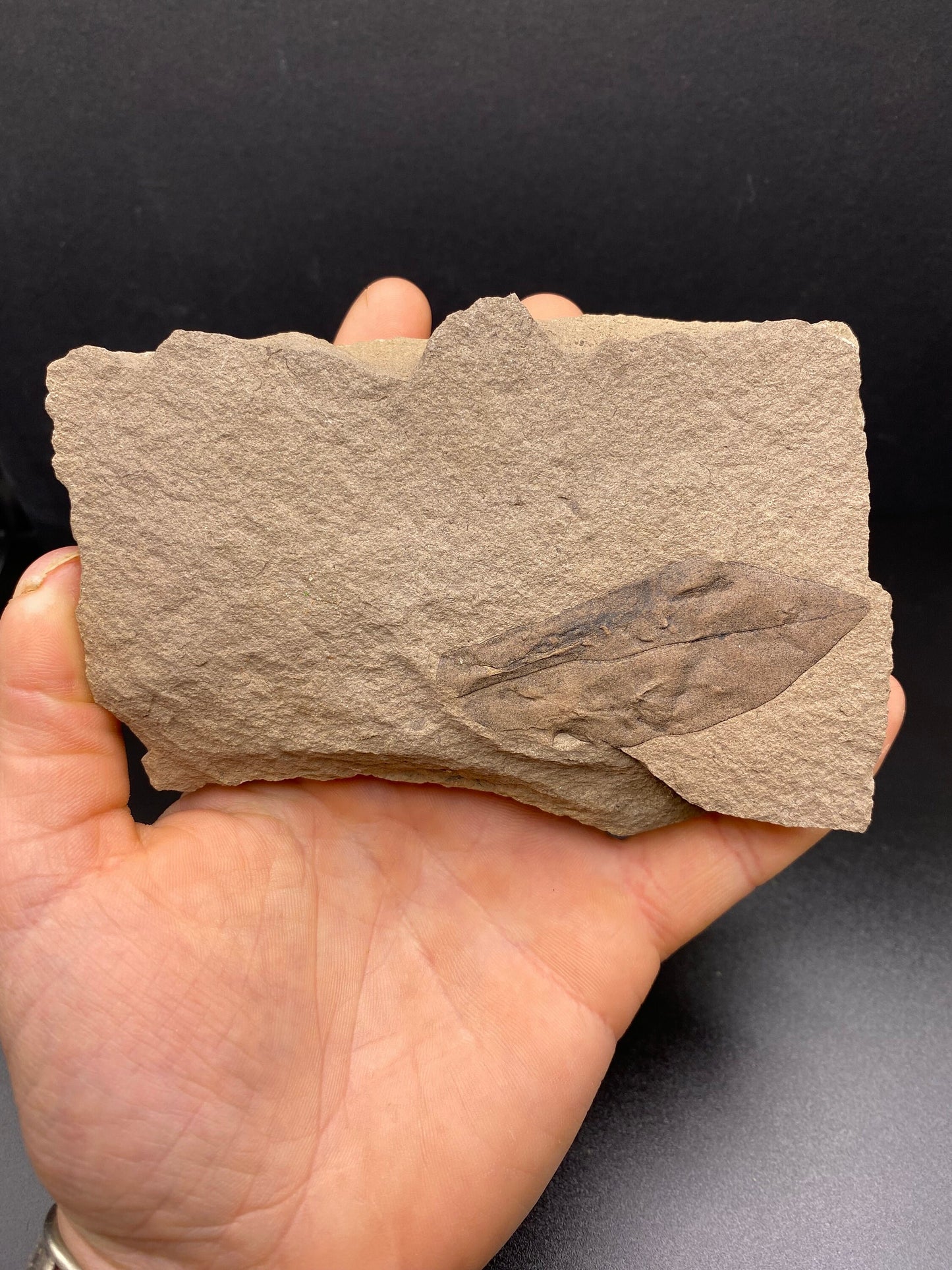 Leaf Fossil - Washington State