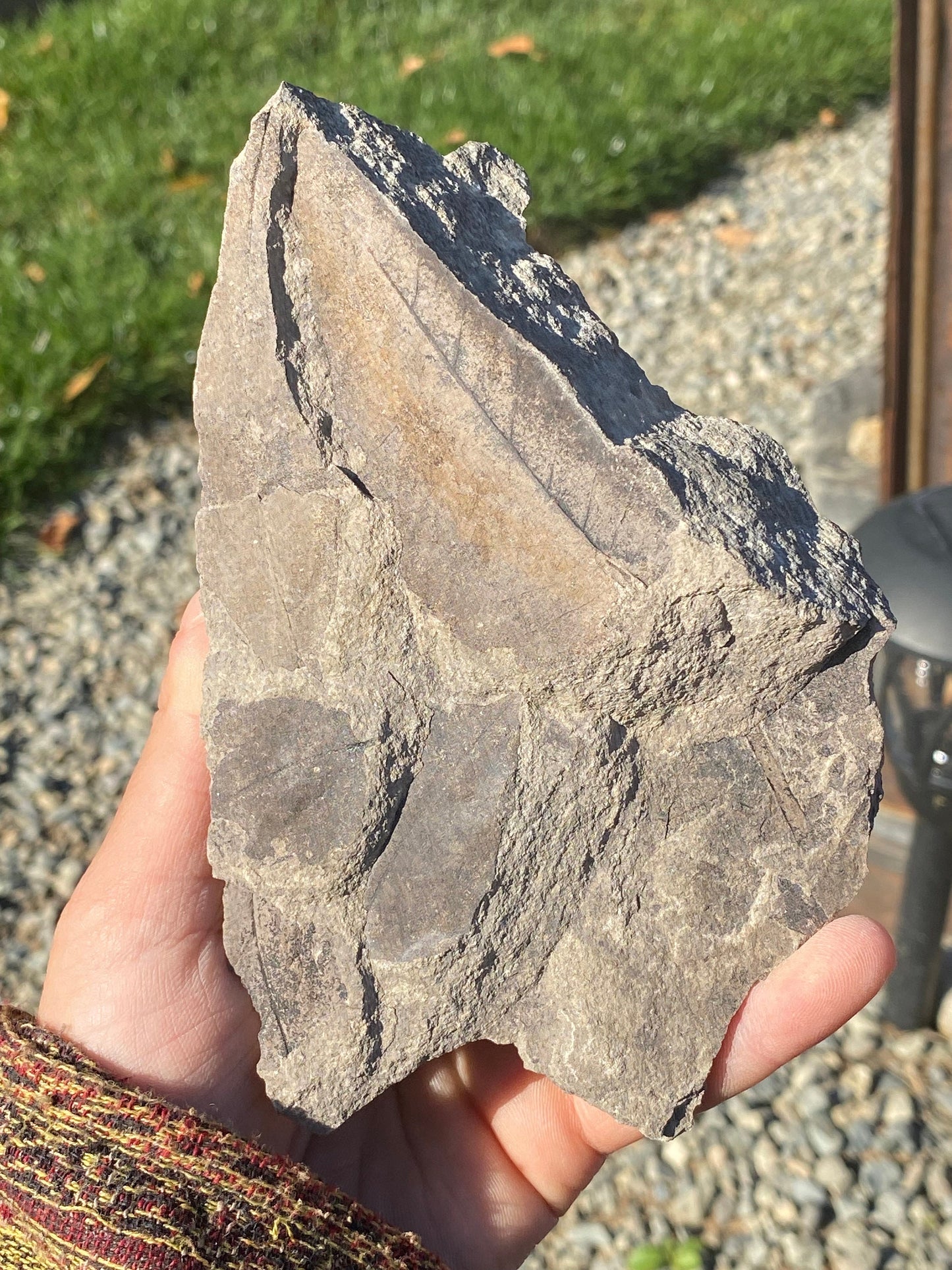 Leaf Fossils (Unknown Species) - Washington State