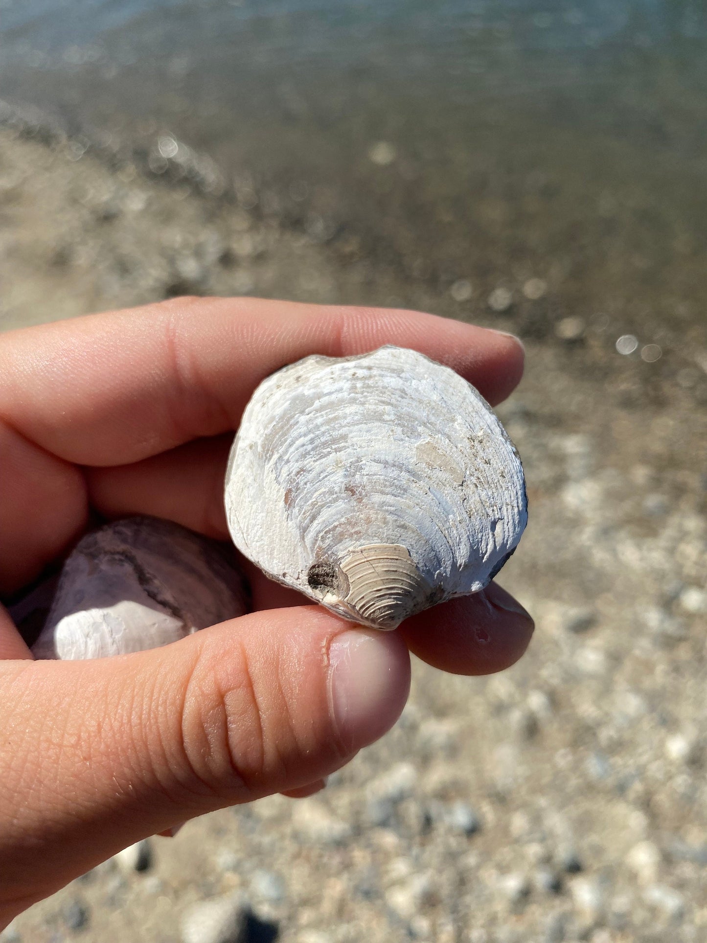Fossil Shell (Lucina hannibali) - Washington State
