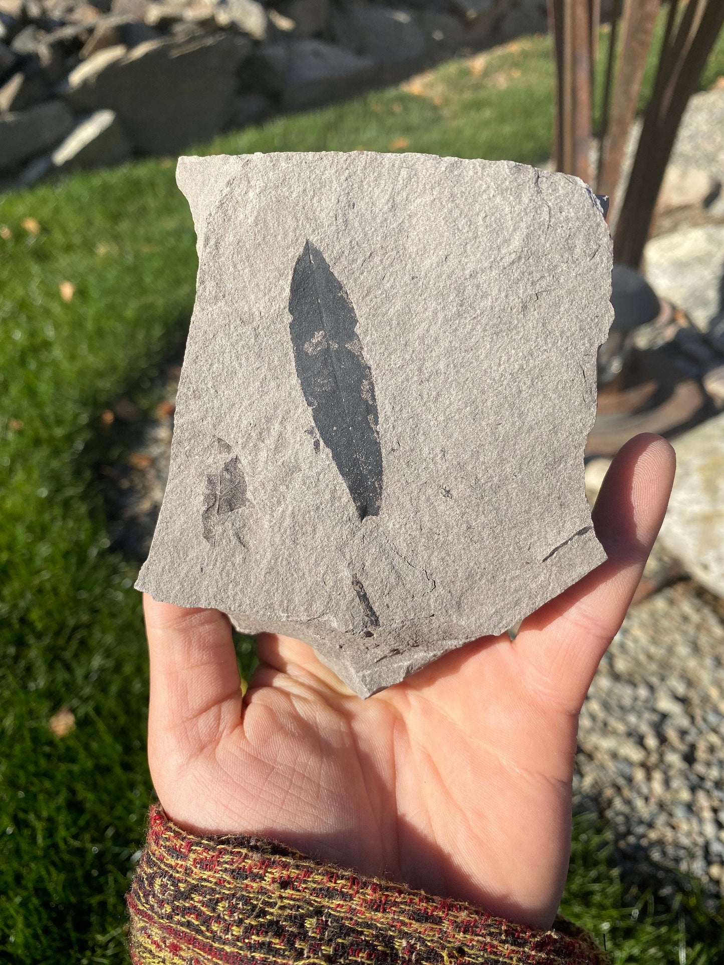 Leaf Fossil (Bog Willow) - Washington State