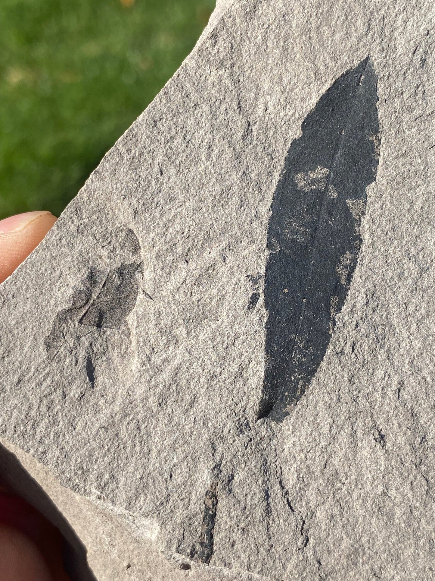 Leaf Fossil (Bog Willow) - Washington State
