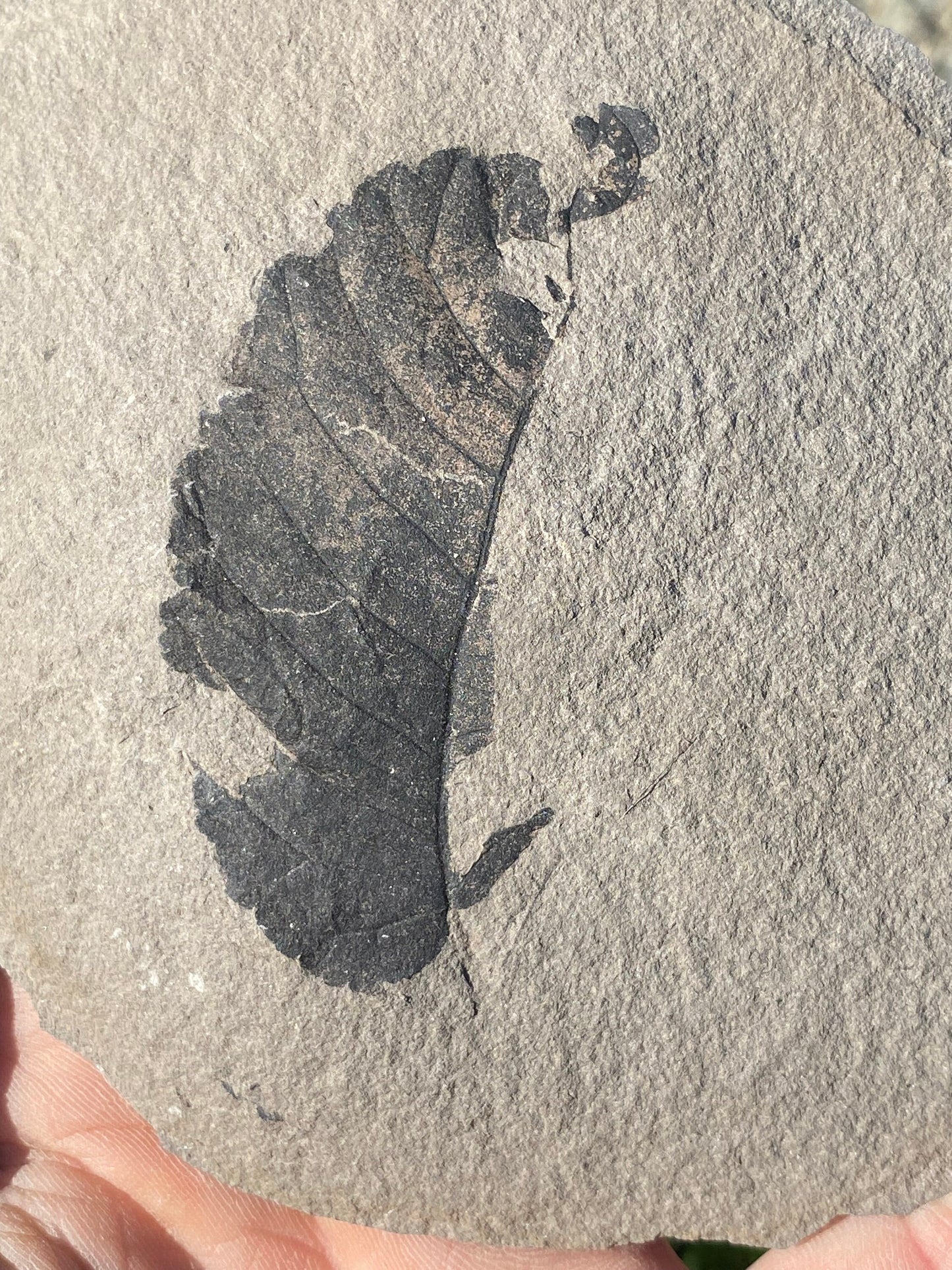 Leaf Fossil (Unknown Species) - Washington State
