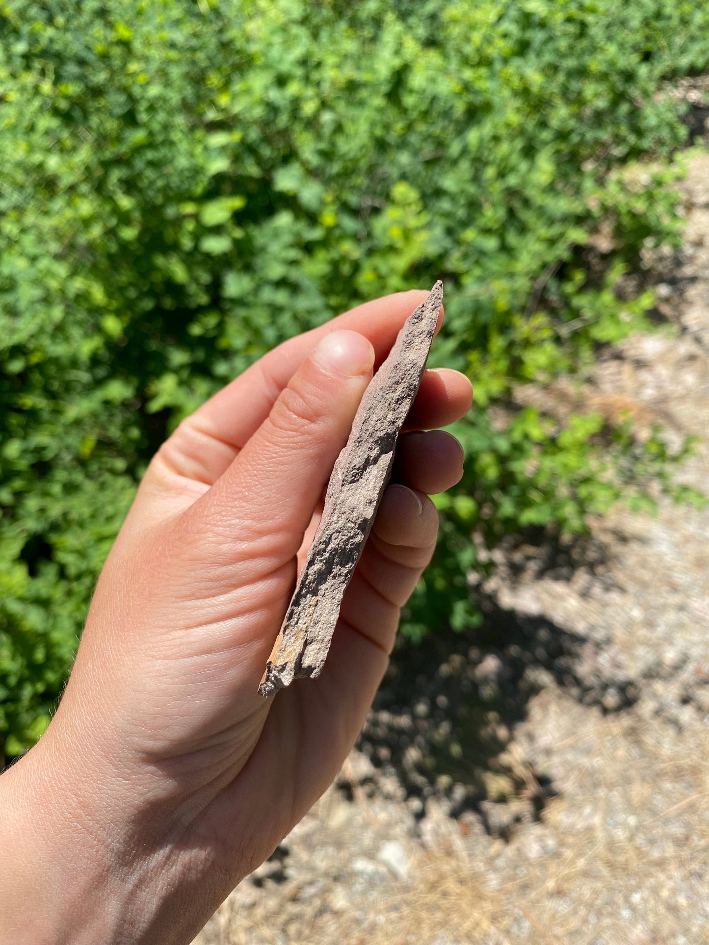 Horsetail Reed Fossil - Washington State