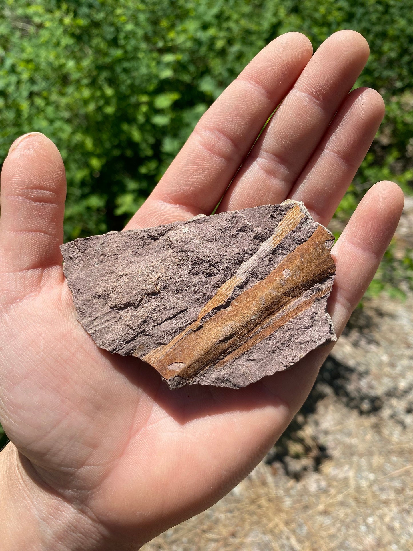 Horsetail Reed Fossil - Washington State
