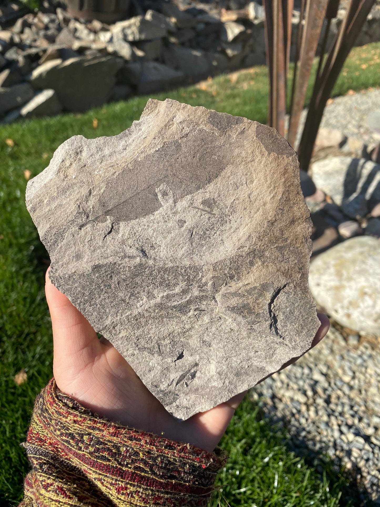 Leaf Fossil (Unknown Species) - Washington State