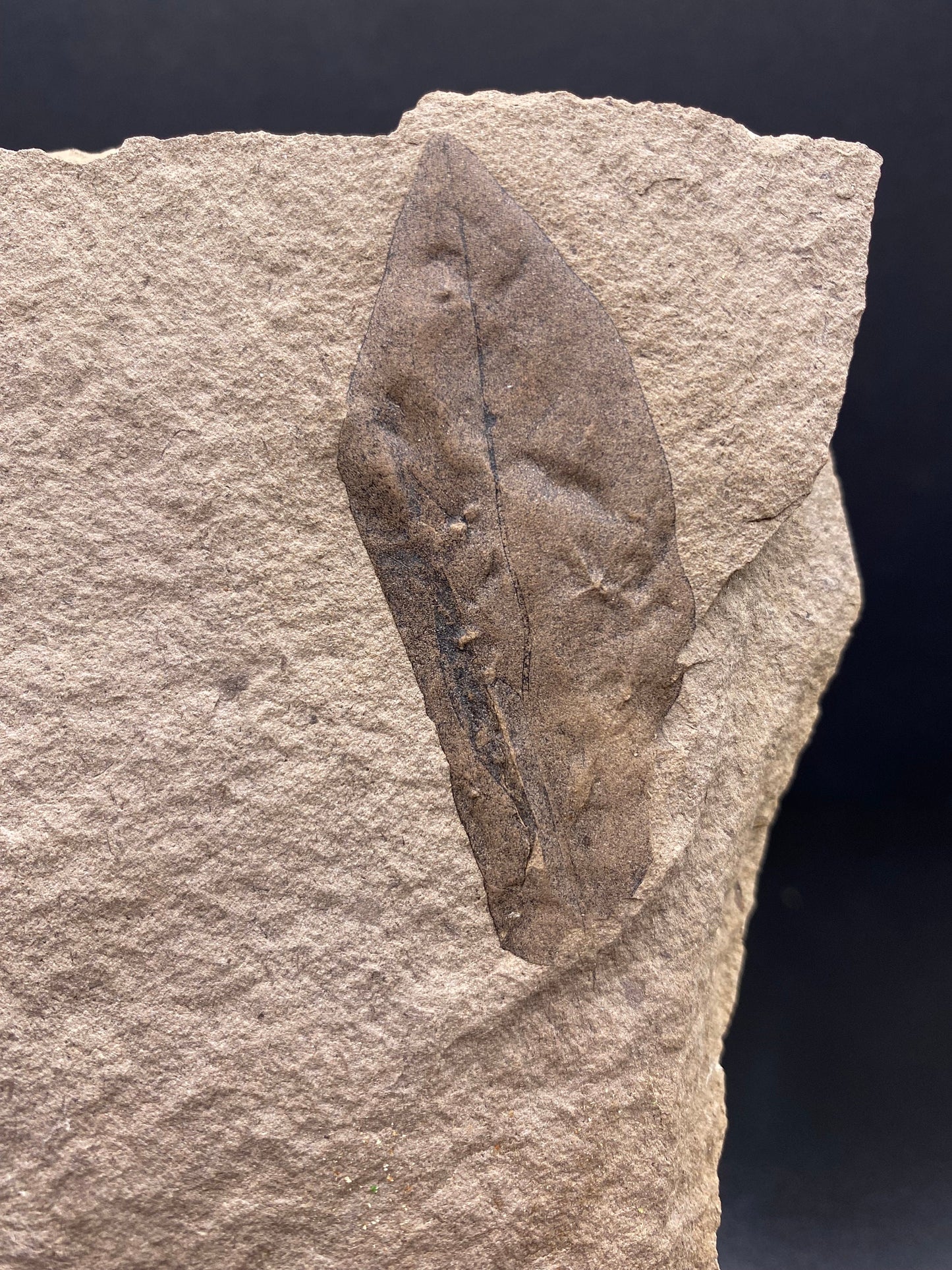 Leaf Fossil - Washington State