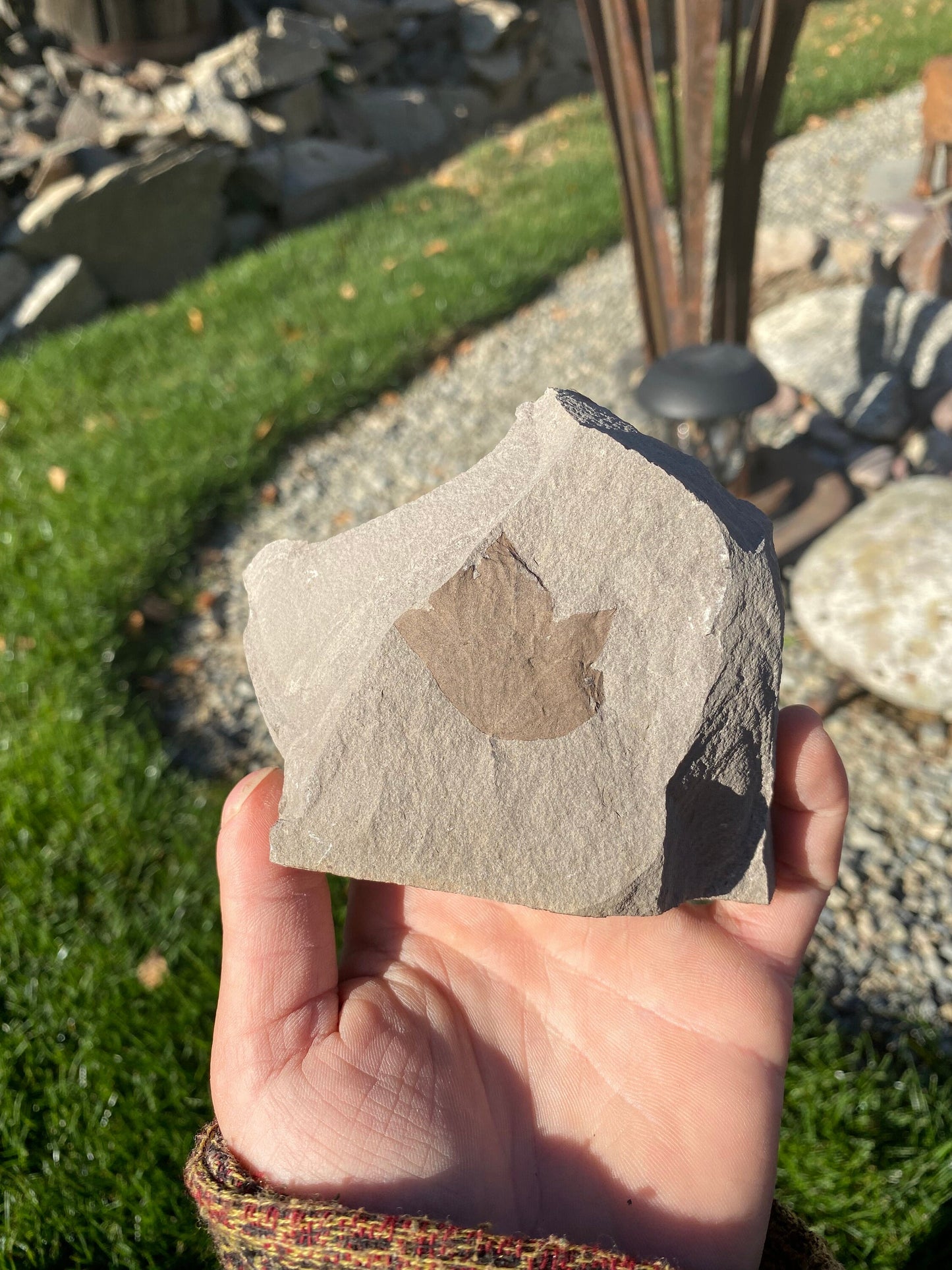 Leaf Fossil (Young Maple) - Washington State