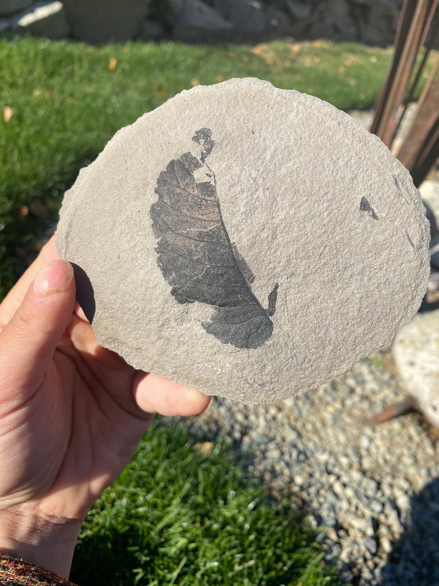 Leaf Fossil (Unknown Species) - Washington State