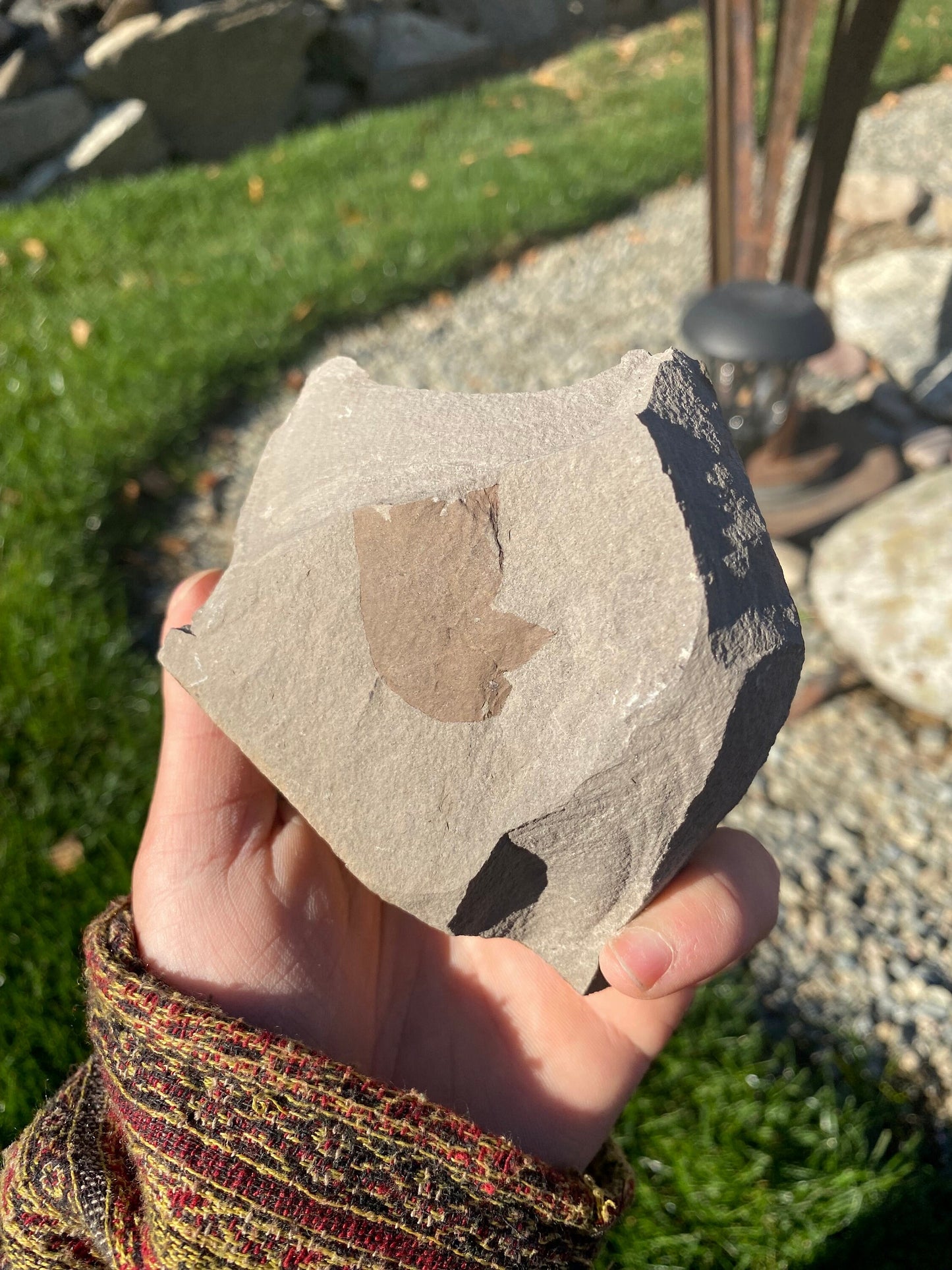 Leaf Fossil (Young Maple) - Washington State