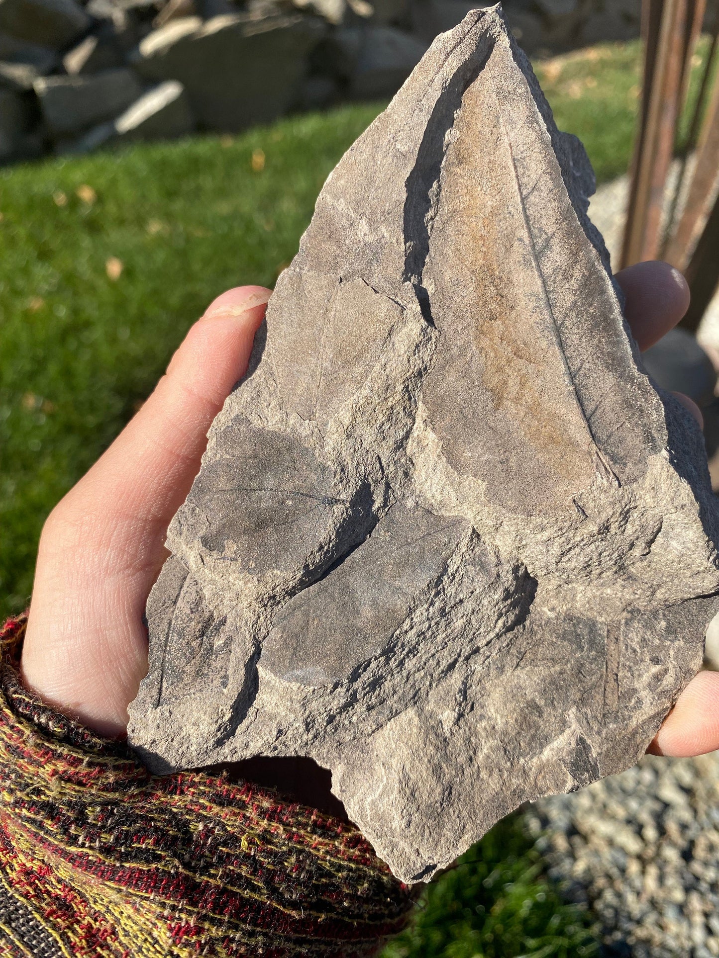 Leaf Fossils (Unknown Species) - Washington State