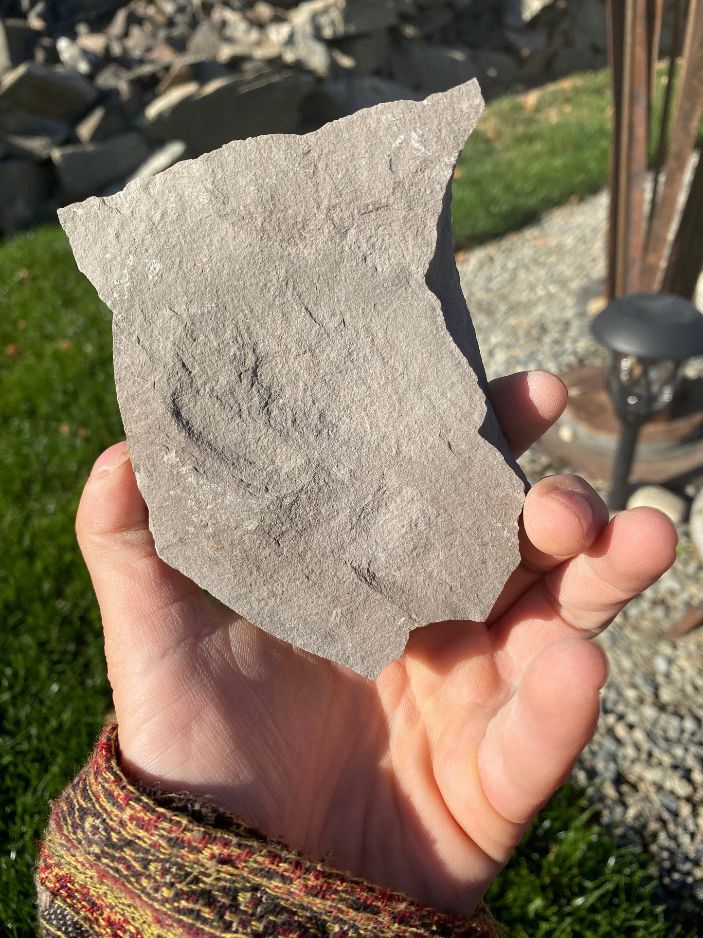 Leaf Fossil (Bog Willow) - Washington State
