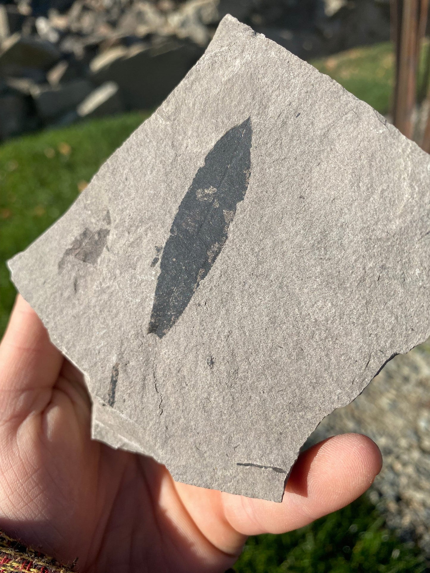 Leaf Fossil (Bog Willow) - Washington State
