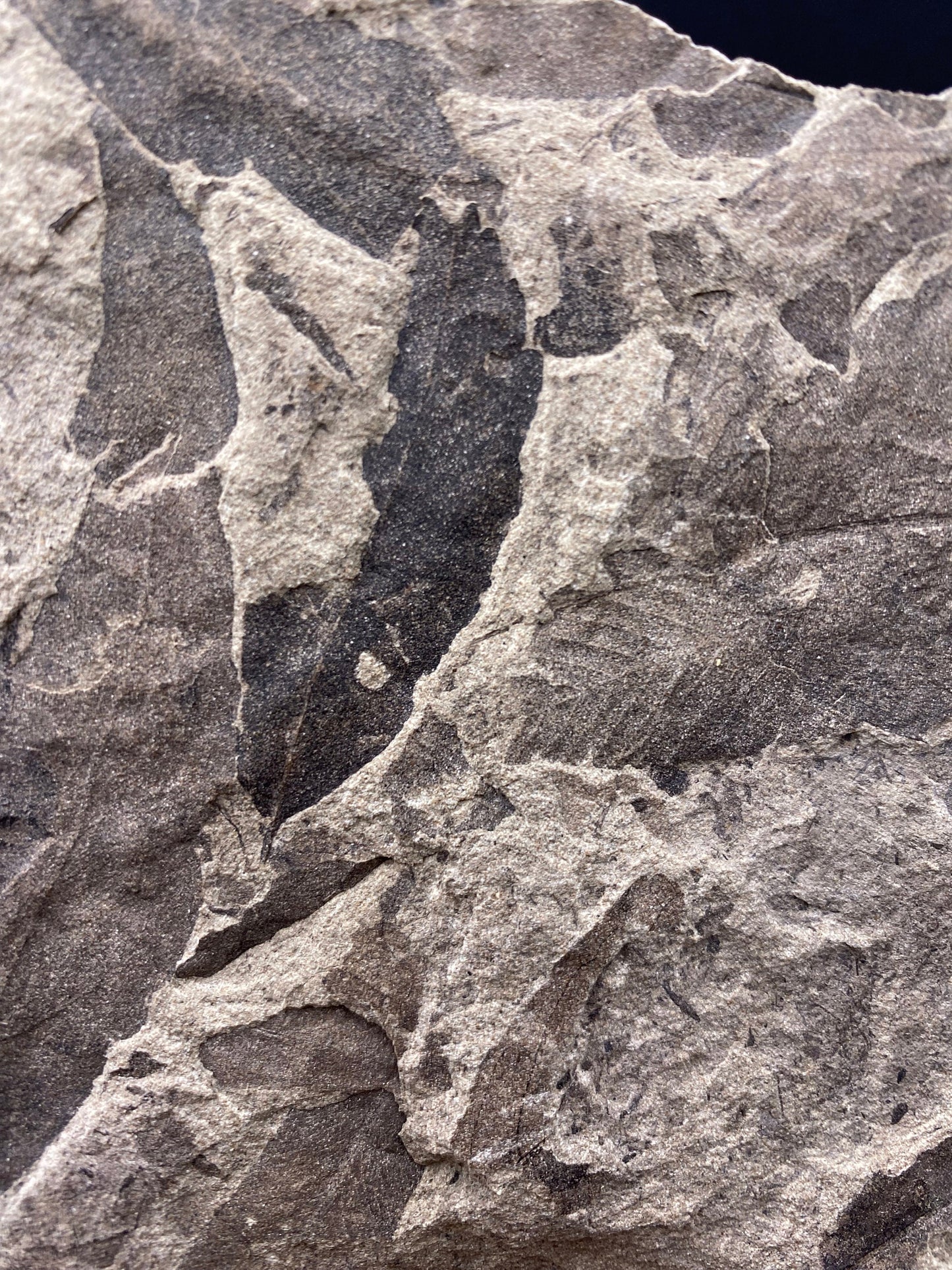 Leaf Fossil (Pacific Willow) - Washington State
