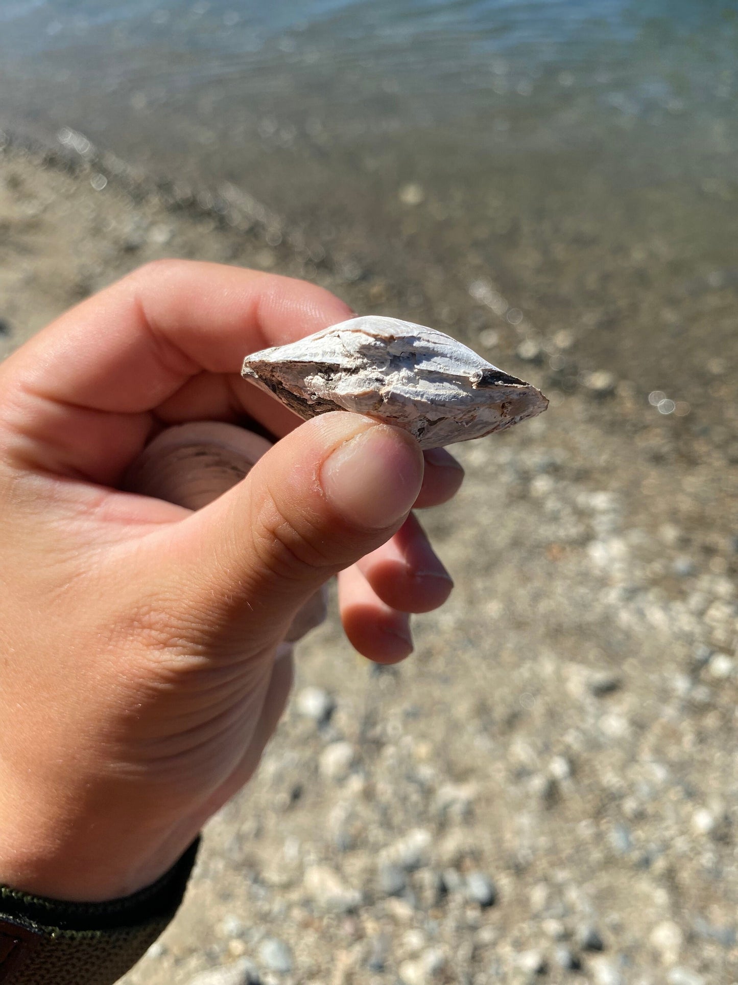 Fossil Shell (Lucina hannibali) - Washington State
