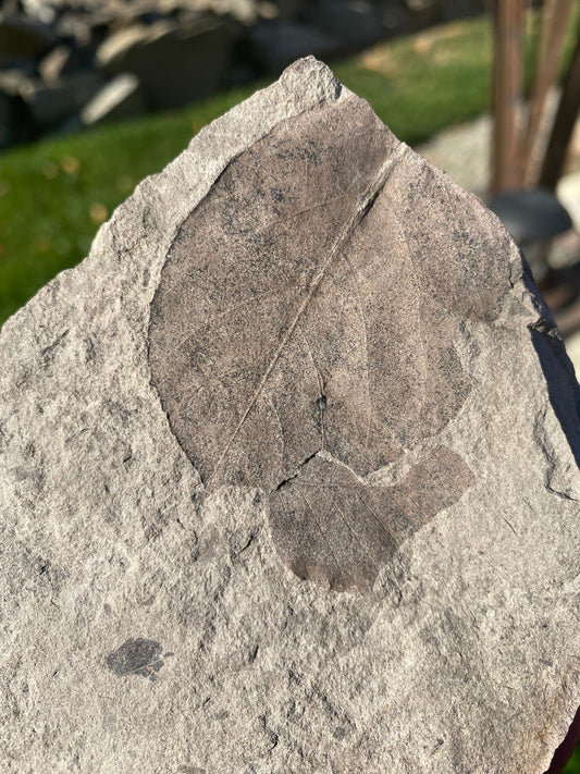Leaf Fossil (Unknown Species) - Washington State
