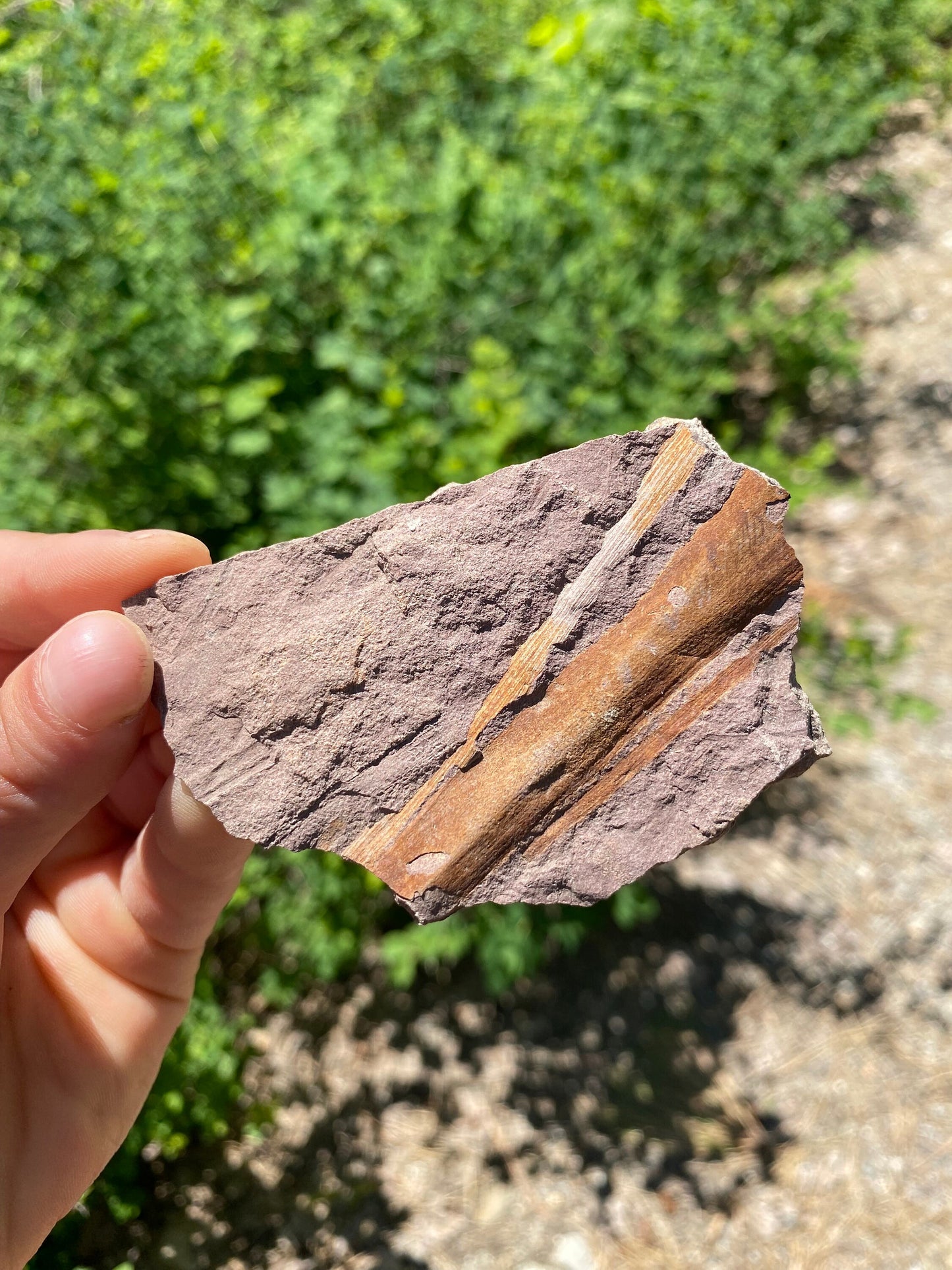 Horsetail Reed Fossil - Washington State