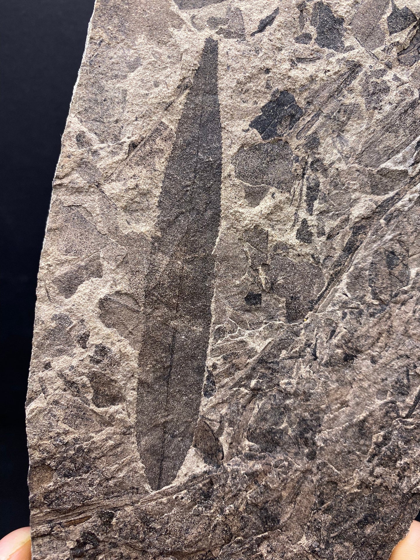 Leaf Fossil (Pacific Willow) - Washington State