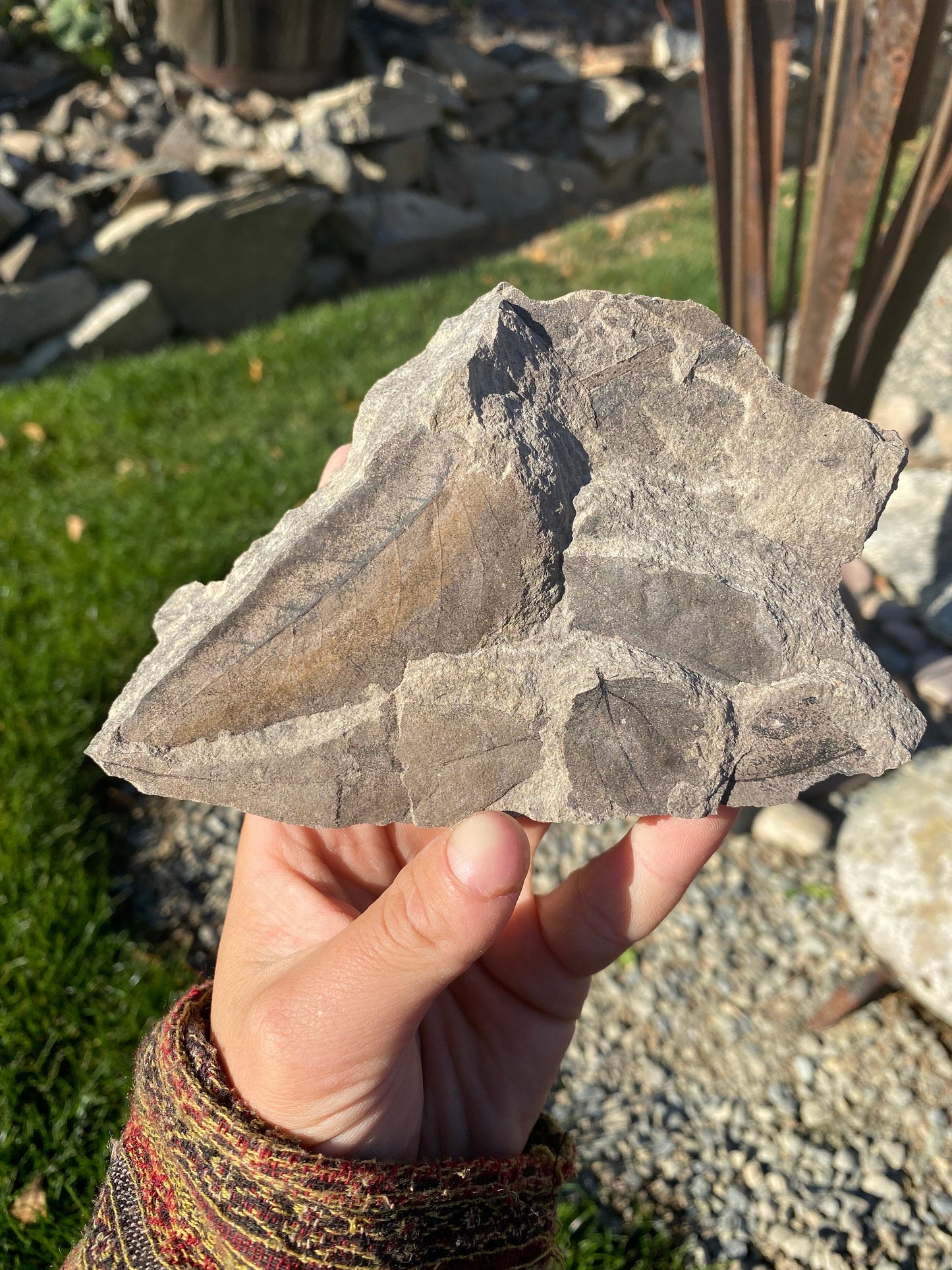 Leaf Fossils (Unknown Species) - Washington State