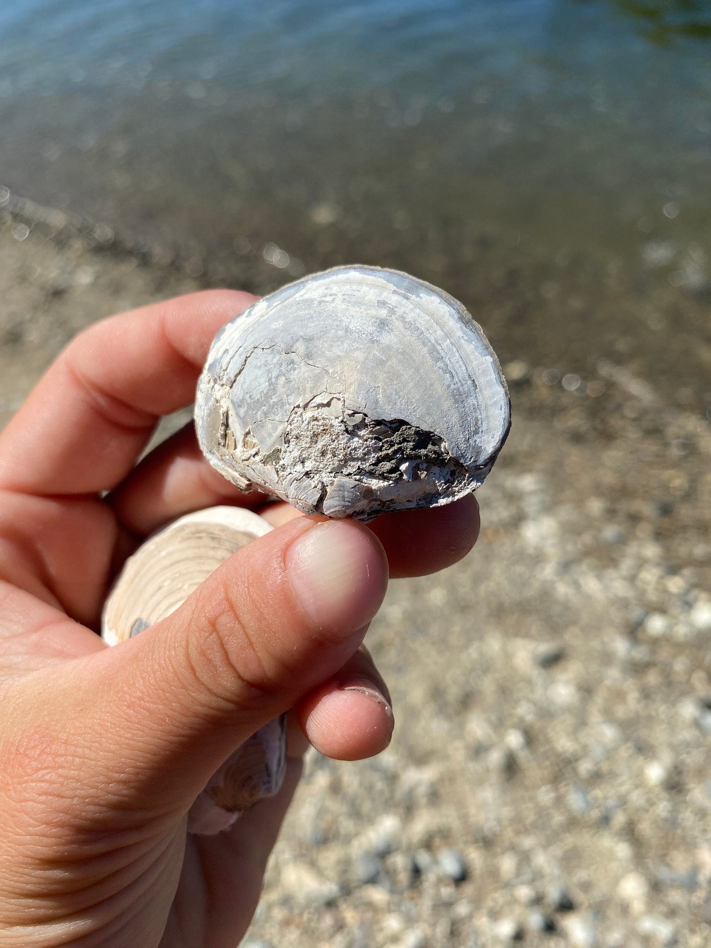 Fossil Shell (Lucina hannibali) - Washington State
