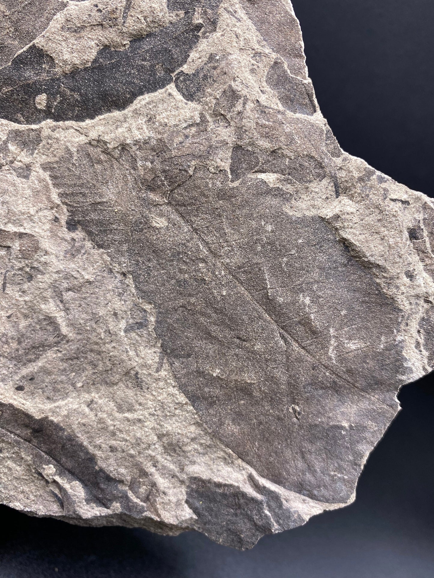 Leaf Fossil (Pacific Willow) - Washington State