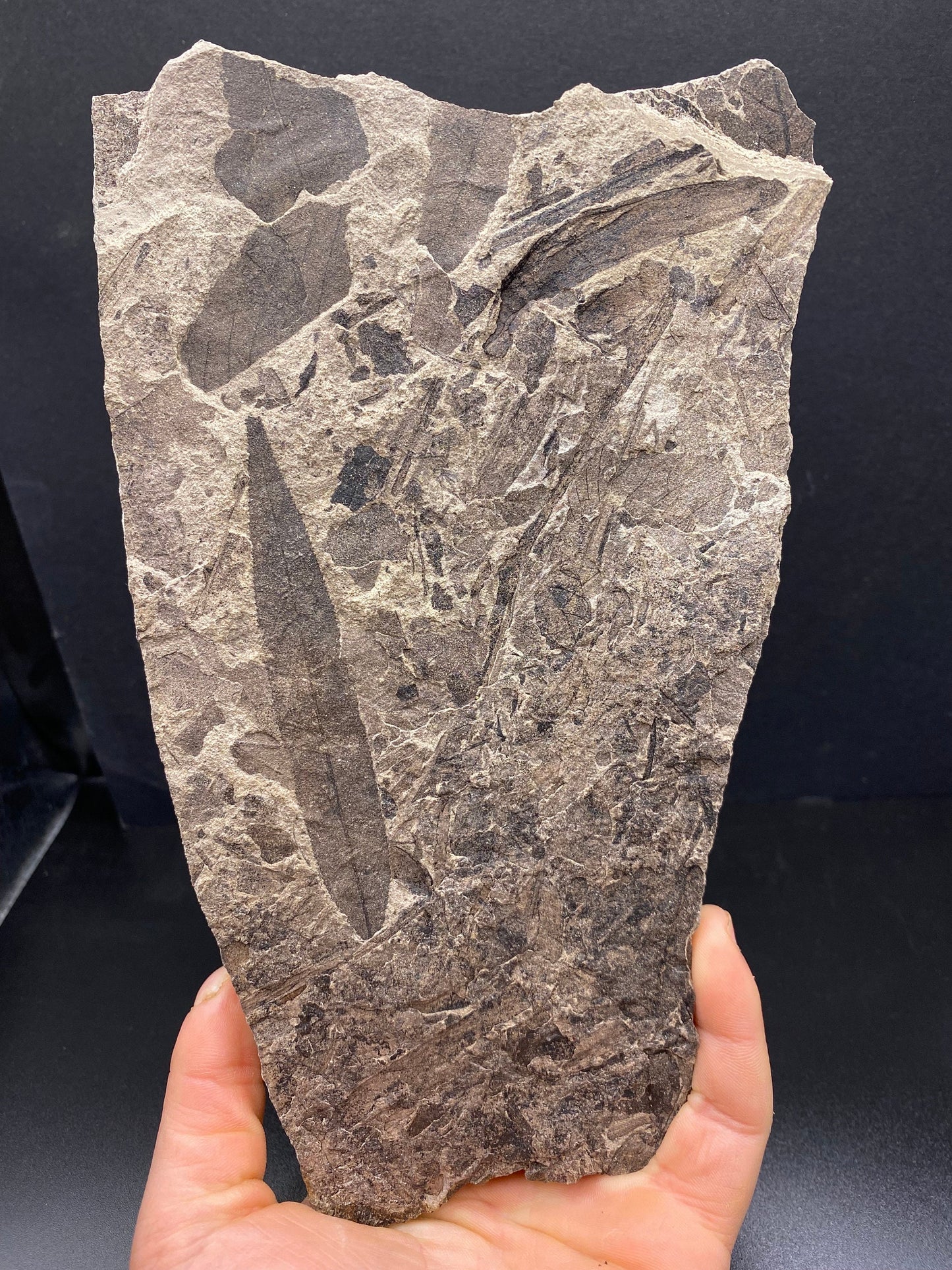 Leaf Fossil (Pacific Willow) - Washington State