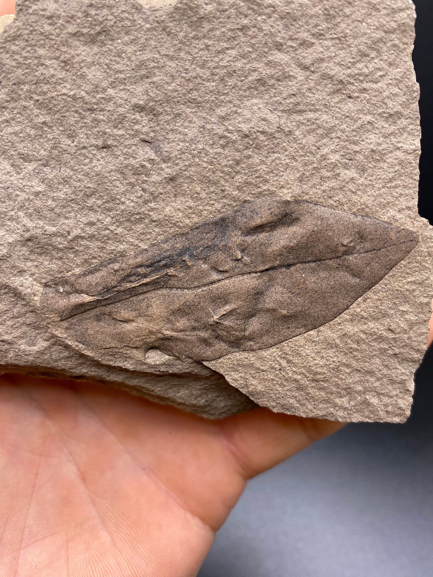 Leaf Fossil - Washington State