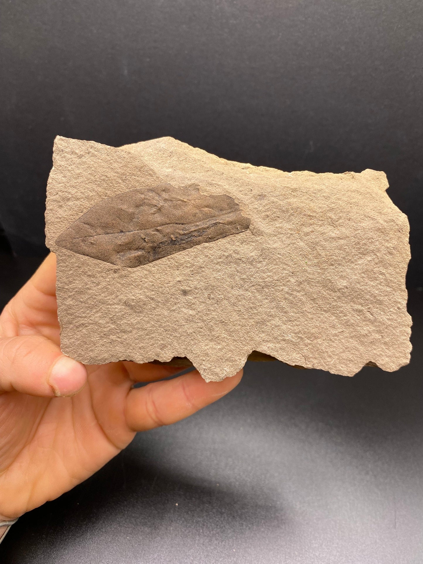 Leaf Fossil - Washington State