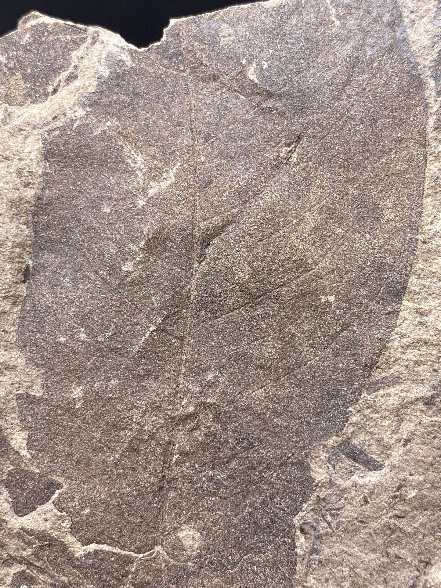Leaf Fossil (Pacific Willow) - Washington State
