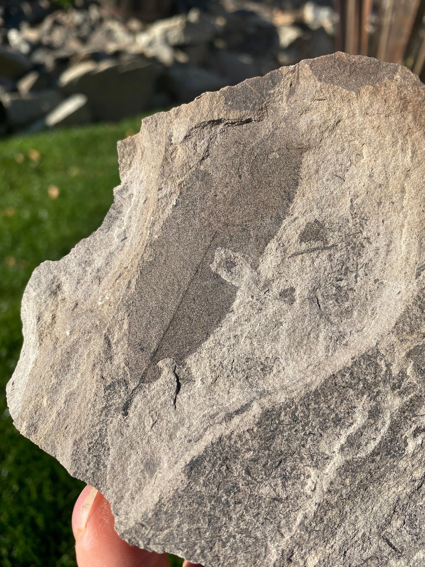 Leaf Fossil (Unknown Species) - Washington State
